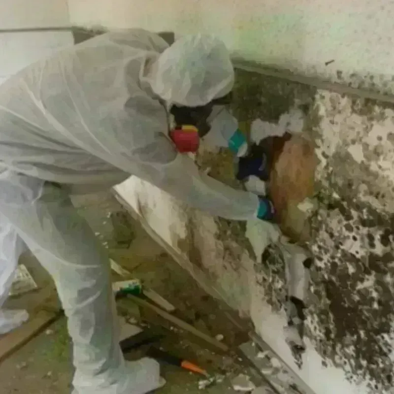 Mold Remediation and Removal in Half Moon Bay, CA